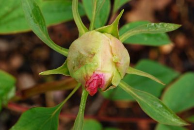 Paeonia suffruticosa - pivoňka keřovitá - pupen květ2